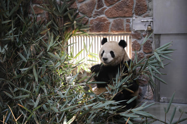 Панды переселяются в новые павильоны в Чэнду