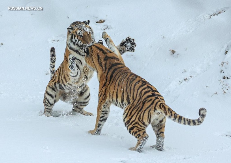 Животные в снегу в зоопарке города Жунчэн