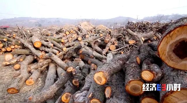 Ненужные ветки деревьев ежегодно приносят фермерам почти 100 млн юаней