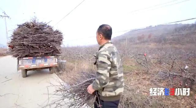Ненужные ветки деревьев ежегодно приносят фермерам почти 100 млн юаней