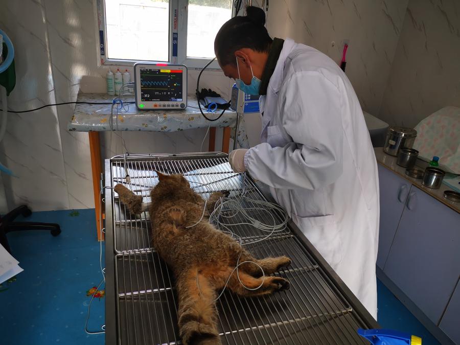 Гобийская серая кошка выпущена на волю после операции на северо-западе Китая