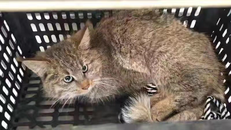 Гобийская серая кошка выпущена на волю после операции на северо-западе Китая