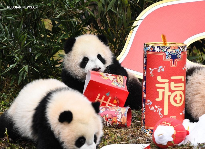 Шоу с участием детенышей большой панды 2021 года рождения к китайскому Новому году