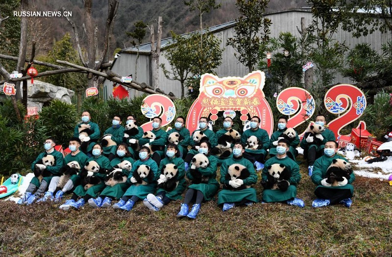 Шоу с участием детенышей большой панды 2021 года рождения к китайскому Новому году