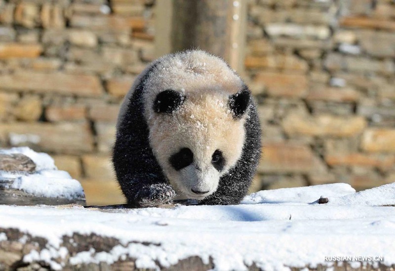 Панды играют в снегу