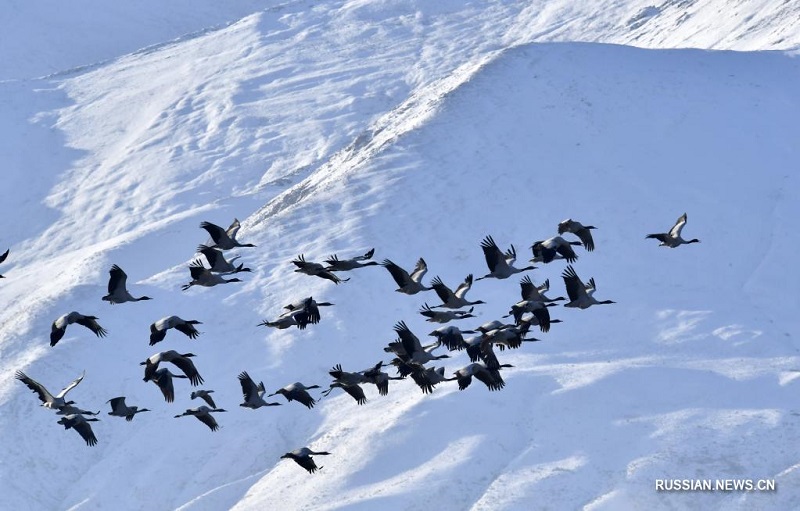 Черношейные журавли среди снежных пейзажей Тибета