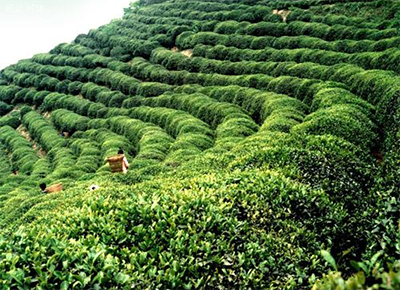 Чайная индустрия Китая переходит к высококачественному развитию