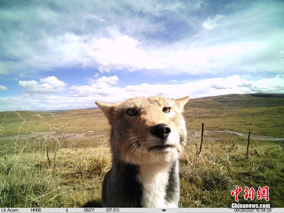Снимки диких животных в национальном парке Саньцзянъюань