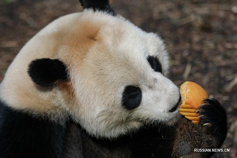 Панда "Тяньбао" в бельгийском зоопарке