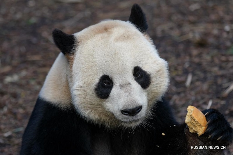 Панда "Тяньбао" в бельгийском зоопарке