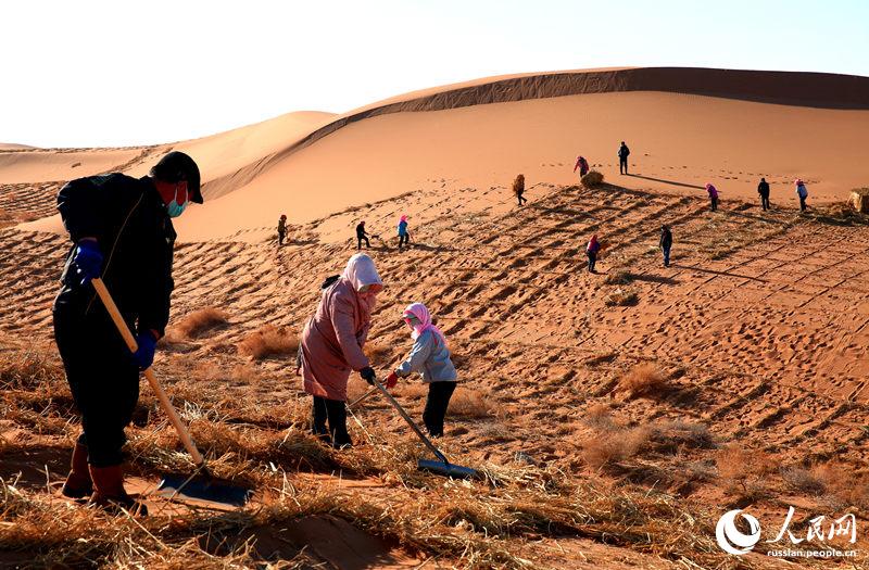 Борьба с опустыниванием в уезде Линьцзэ провинции Ганьсу 