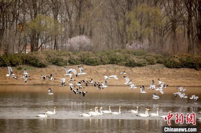 Пекин построил 79 заповедников для защиты диких животных и мест их обитания