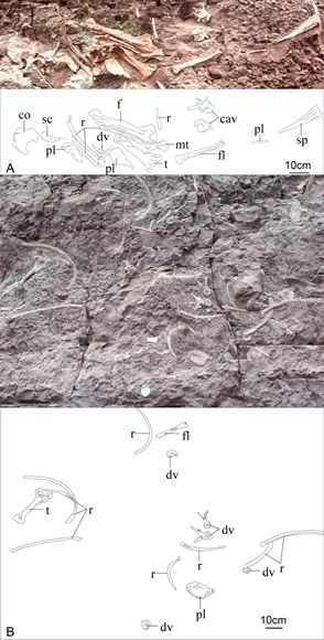 В Китае обнаружили окаменелость нового вида стегозавра возрастом 169 млн лет