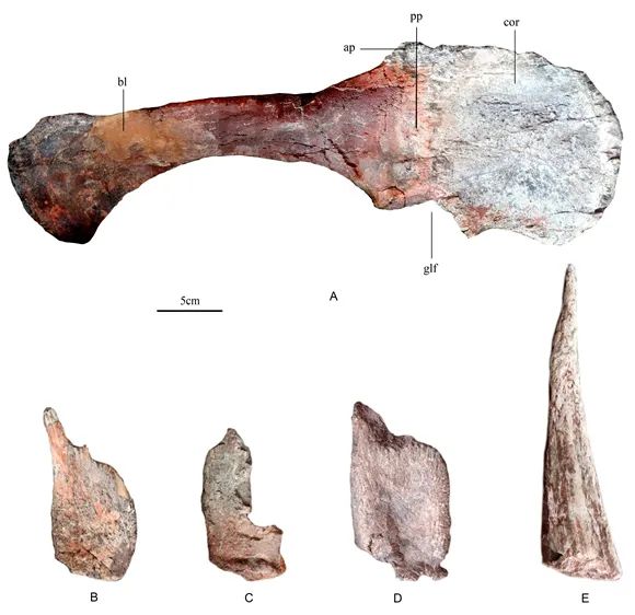 В Китае обнаружили окаменелость нового вида стегозавра возрастом 169 млн лет