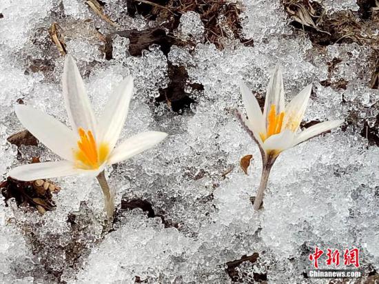 В Синьцзяне из-под снега распустились дикие лилии