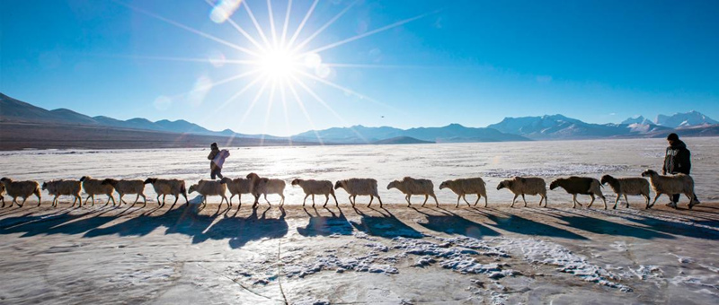 Выпас овец на льду в Тибете