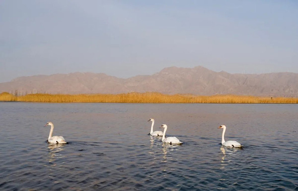 В Нинся увеличивается численность птиц благодаря улучшению экологии водно-болотных угодий