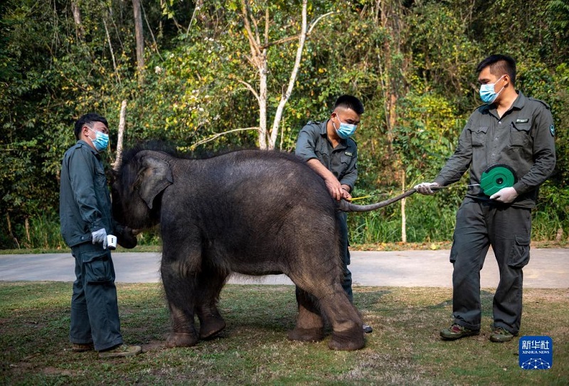 История о спасении молодого азиатского слона в провинции Юньнань