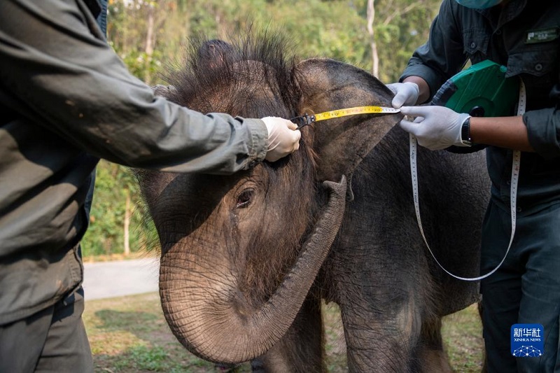 История о спасении молодого азиатского слона в провинции Юньнань