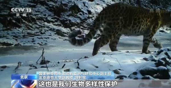 Впервые в Китае запечатлели один день из жизни самки леопарда с тремя детенышами в дикой природе