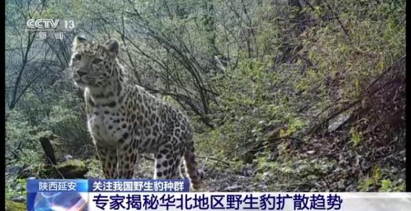 Впервые в Китае запечатлели один день из жизни самки леопарда с тремя детенышами в дикой природе