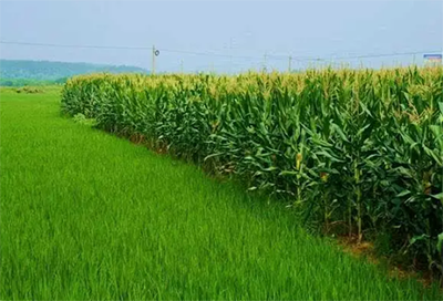 Китайские ученые нашли ключевой ген для увеличения урожайности кукурузы и риса