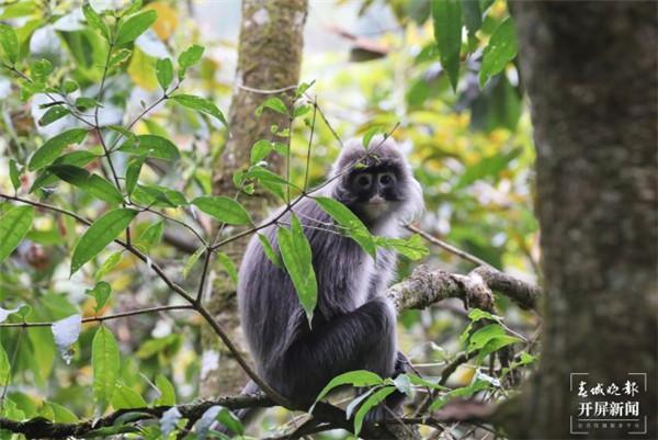 На юго-западе Китая появился детеныш редкой обезьяны