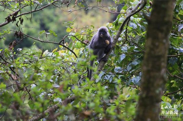 На юго-западе Китая появился детеныш редкой обезьяны