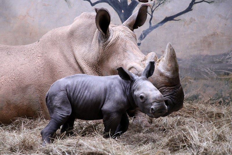 В городе Гуанчжоу родился детеныш белого носорога