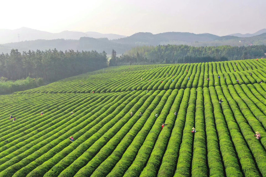 Чайный туризм способствует развитию села в провинции Цзянси