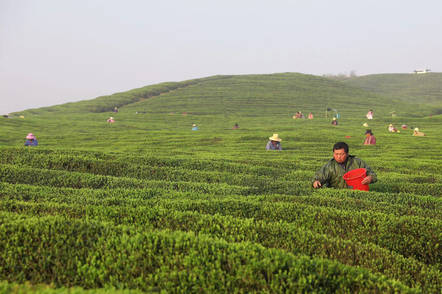 Чайный туризм способствует развитию села в провинции Цзянси