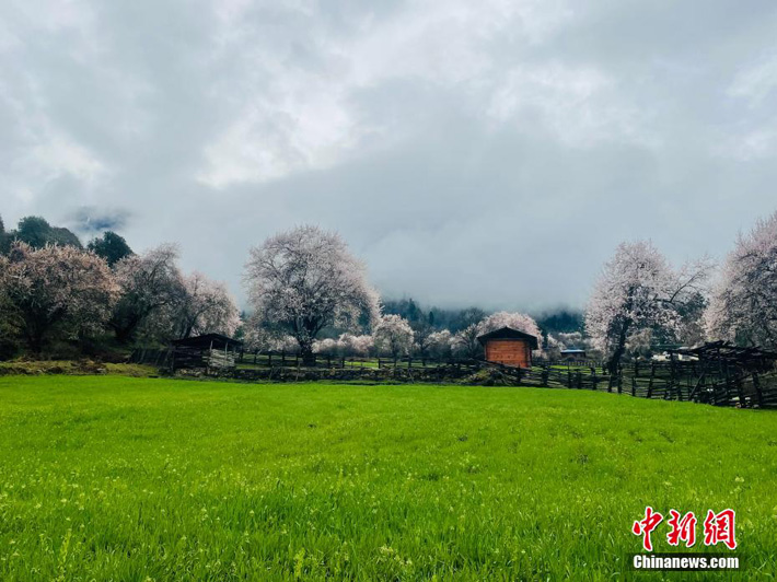 Весеннее цветение в Ньингчи Юго-Западного Китая