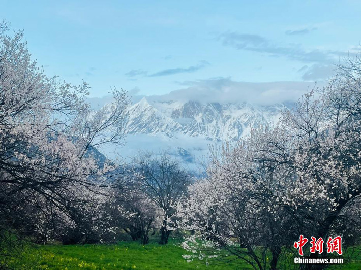 Весеннее цветение в Ньингчи Юго-Западного Китая