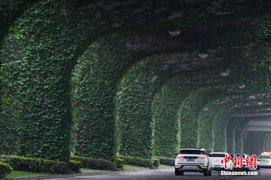 Зеленый туннель  в Чэнду