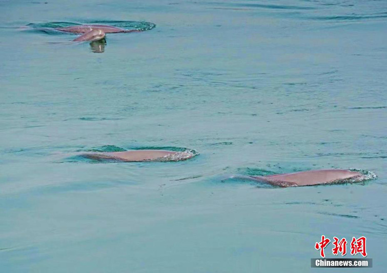 В водах реки Янцзы запечатлена стая речных дельфинов
