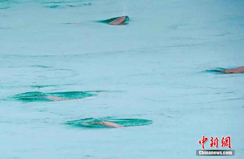 В водах реки Янцзы запечатлена стая речных дельфинов