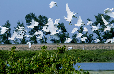 В городе Бэйхай растет число редких видов животных и растений благодаря улучшению экологии на побережьях