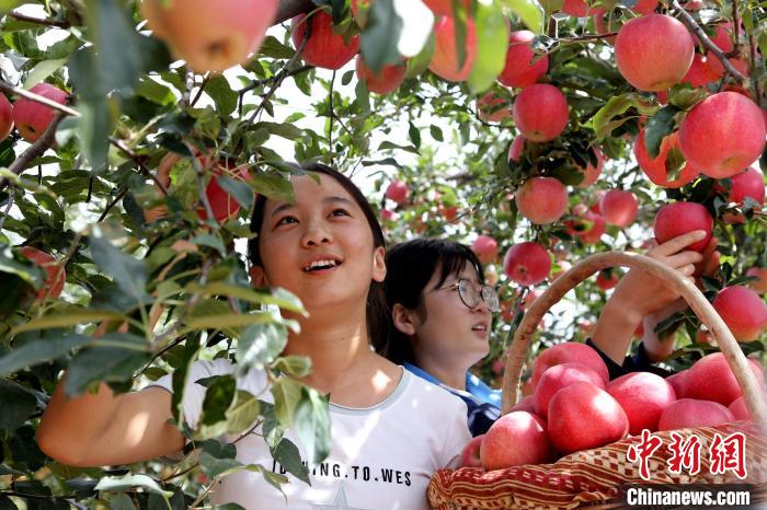 Китайский уезд Лочуань активно развивает яблочную отрасль