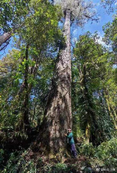 Самое высокое дерево в материковом Китае было обнаружено в Тибете