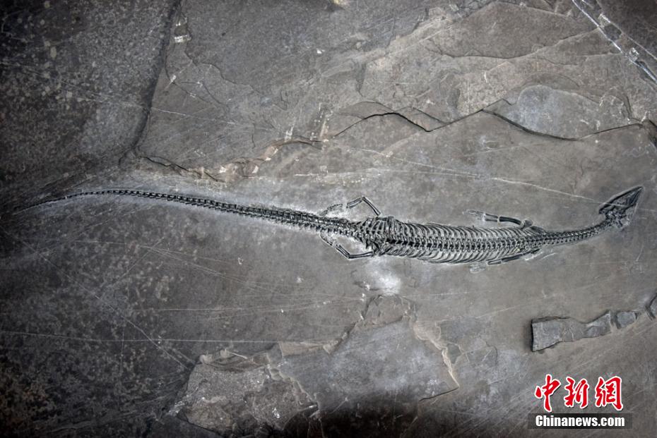 В Юньнани впервые был обнаружен окаменелый скелет Пахиплеврозавра с самым длинным хвостом в мире, датируемый 244 млн лет назад