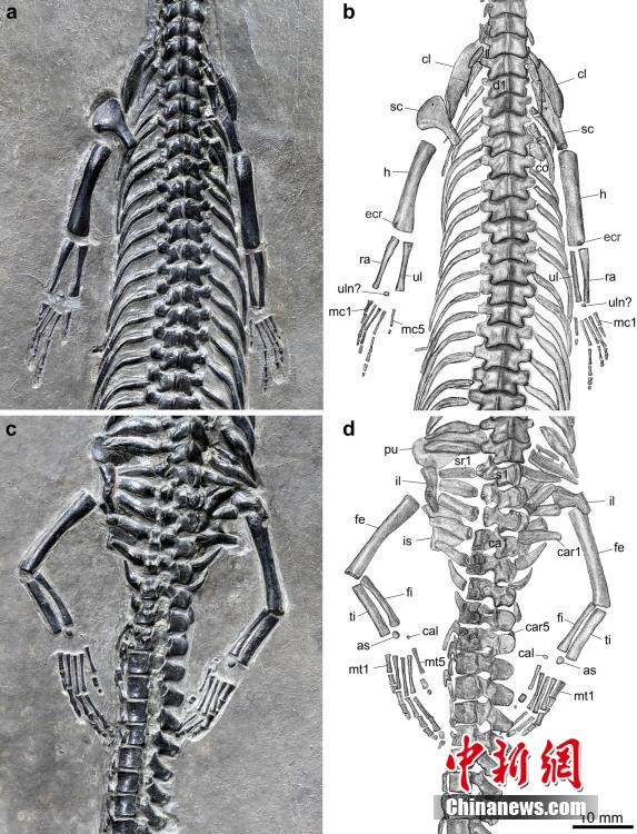 В Юньнани впервые был обнаружен окаменелый скелет Пахиплеврозавра с самым длинным хвостом в мире, датируемый 244 млн лет назад