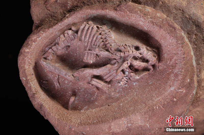 В Китае обнаружили превосходной сохранности окаменелый эмбрион гадрозавра