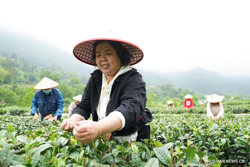 Уезд Цзиньчжай на востоке Китая продвигает чайную индустрию и сельский туризм для увеличения доходов местных жителей