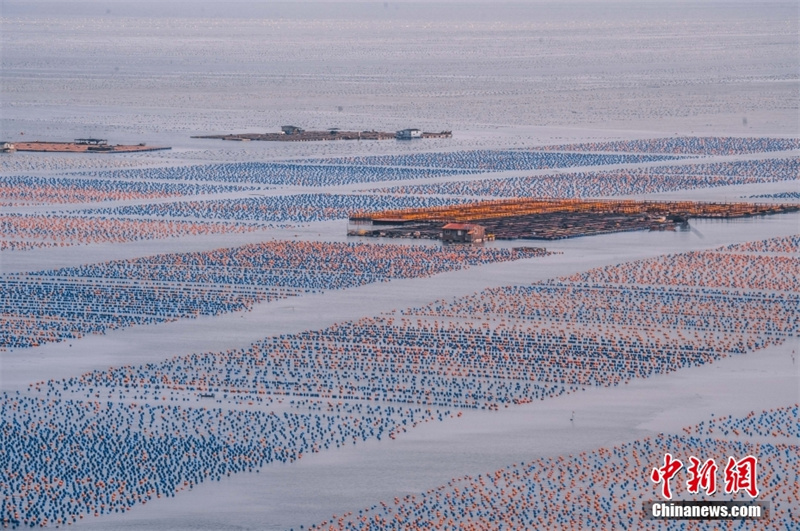 Уезд Ляньцзян — родина морской капусты в Китае