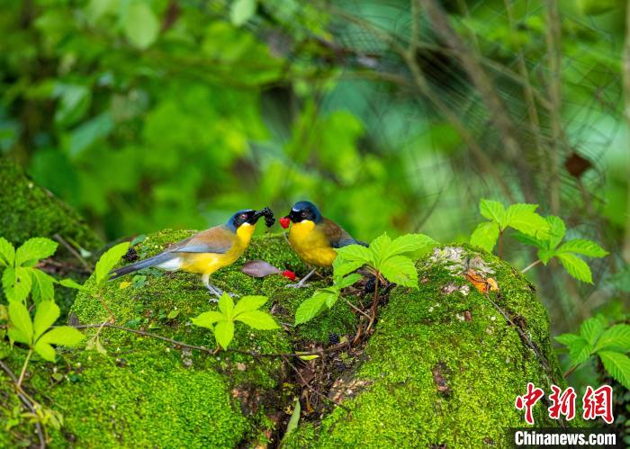 На восток Китая прилетели редкие птицы, находящиеся на грани исчезновения