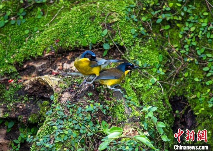 На восток Китая прилетели редкие птицы, находящиеся на грани исчезновения