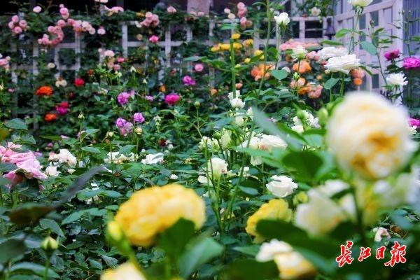Китаянка вырастила 320 сортов китайской розы возле дома