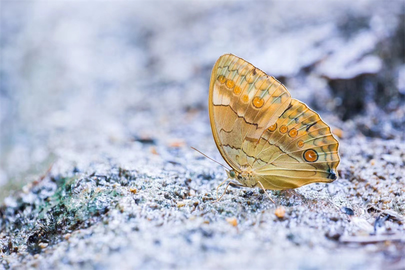 На юго-западе Китая появится свыше 100 млн бабочек в июне