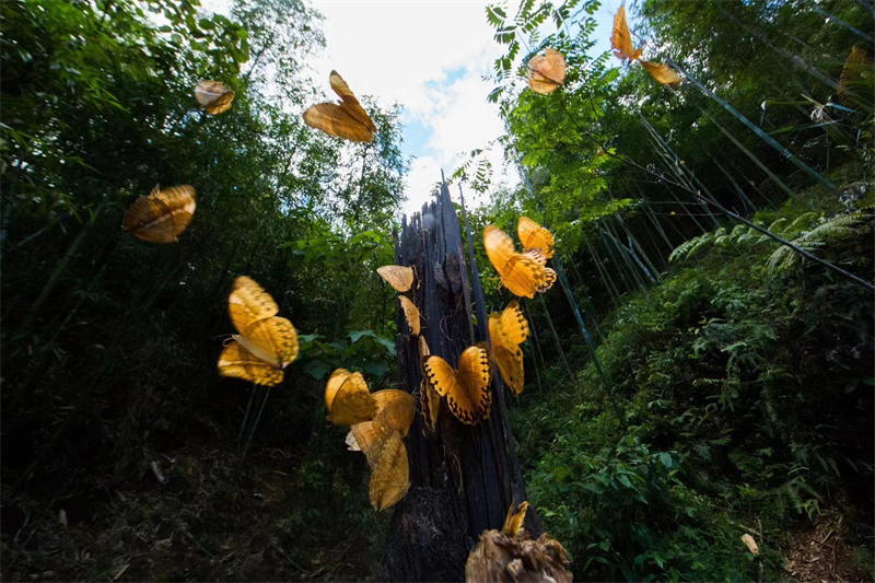 На юго-западе Китая появится свыше 100 млн бабочек в июне