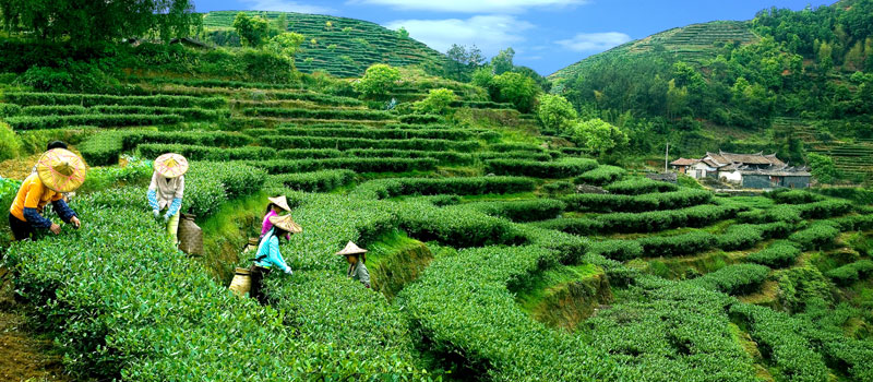 Китай лидирует в мире по количеству систем сельскохозяйственного наследия мирового значения
